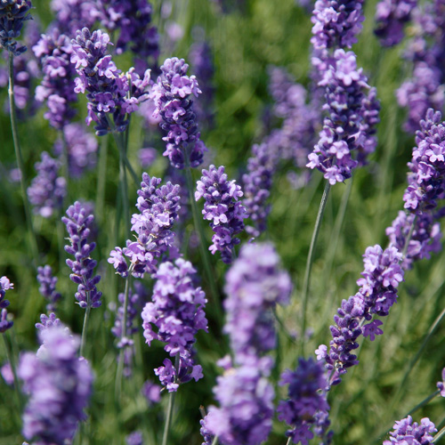 Lavender (Lavandula angustifolia)