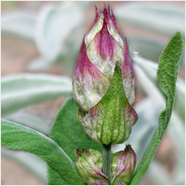 Sage (Salvia Officinalis)