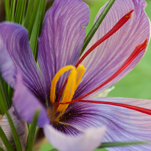 Saffron (Crocus sativus)