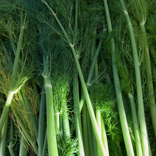 Fennel (Foeniculum vulgare)