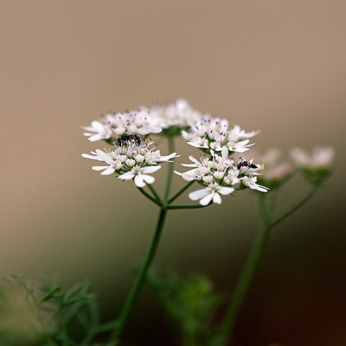 Coriander (Coriandrum sativum)