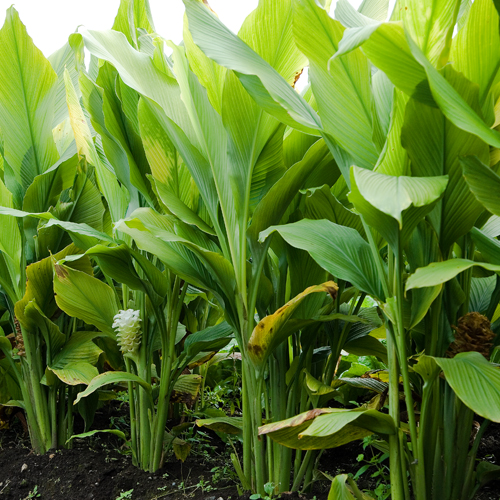 Turmeric (Curcuma longa)