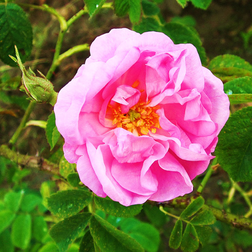 Damascus rose (Rose damascene)